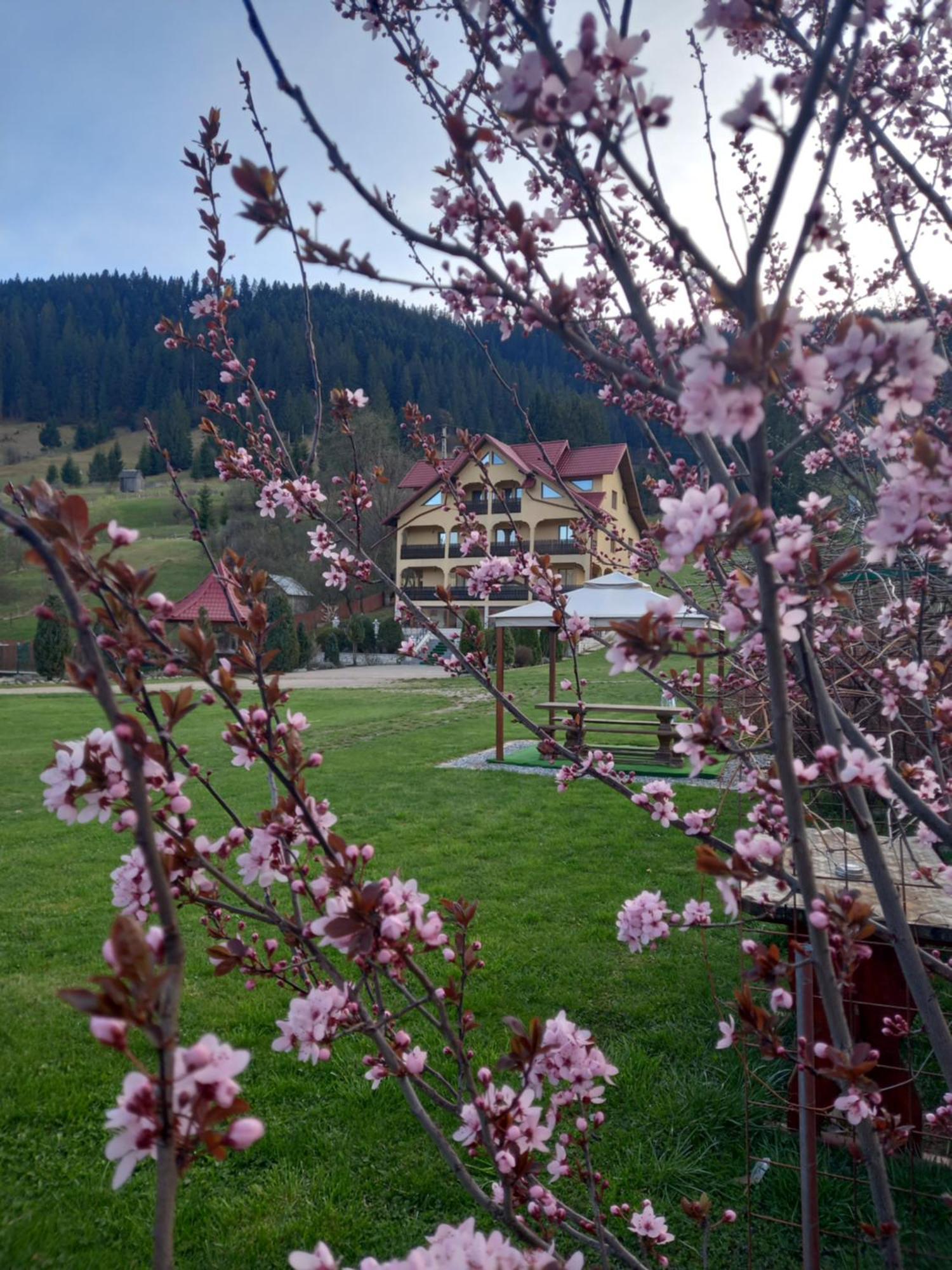 Pensiunea Alunis Hotell Sadova  Exteriör bild